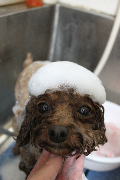 千葉県鎌ケ谷市トイプードルのシャンプー画像