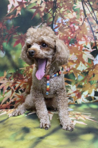 千葉県船橋市のトイプードルのトリミング前画像