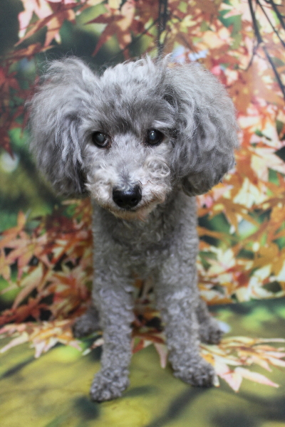 千葉県船橋市のトイプードルのトリミング前画像