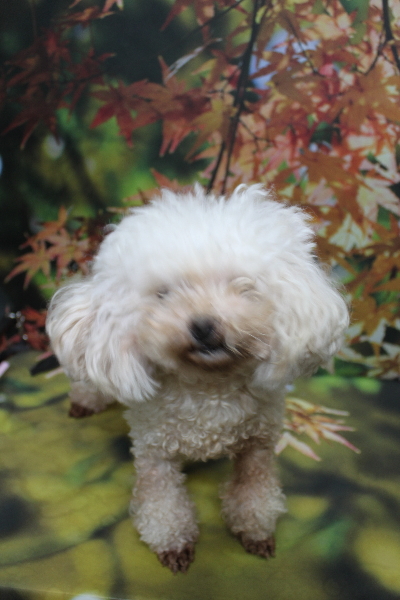 トイプードルブリーダーの成犬、トリミング前画像