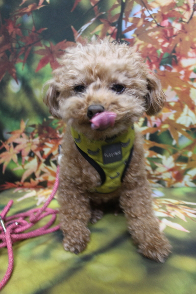 千葉県船橋市のトイプードルのトリミング前画像