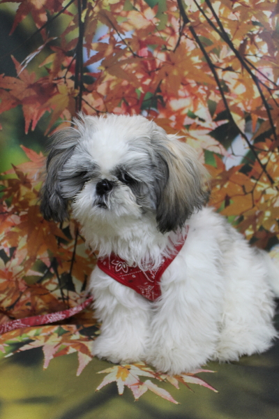 千葉県松戸市のシーズーのトリミング前画像