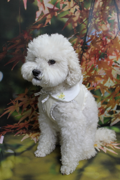 千葉県松戸市のミックス犬のトリミング前画像