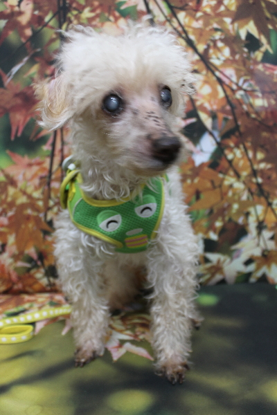 千葉県船橋市のトイプードルのトリミング前画像