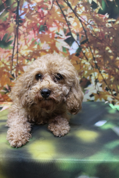 トイプードルブリーダーの成犬、トリミング前画像