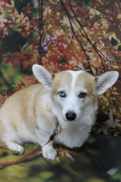 千葉県船橋市のコーギーのトリミング前画像