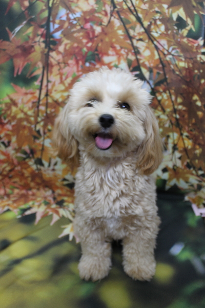 千葉県鎌ケ谷市のミックス犬のトリミング前画像