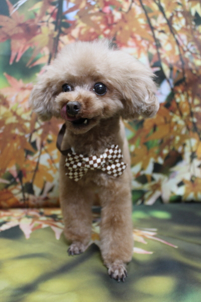 千葉県印西市のトイプードルのトリミング画像