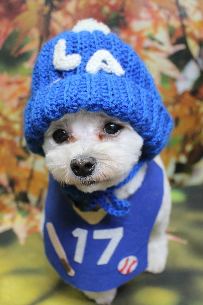 千葉県鎌ケ谷市のミックス犬のトリミング画像