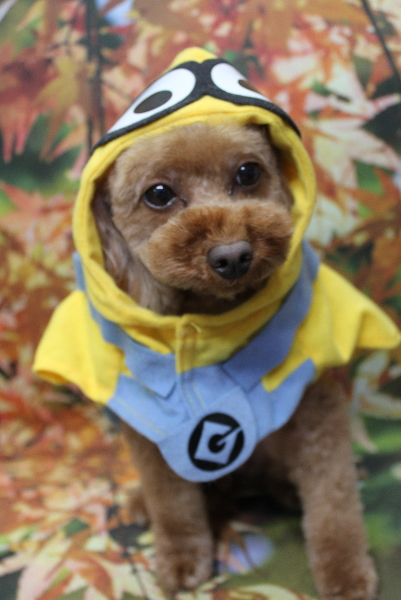 神奈川県横浜市のトイプードルのトリミング画像