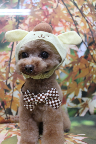 千葉県印西市のトイプードルのトリミング画像