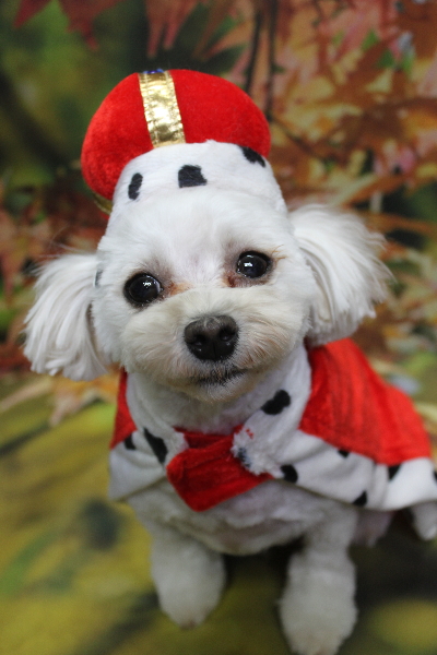 千葉県鎌ケ谷市のミックス犬のトリミング画像
