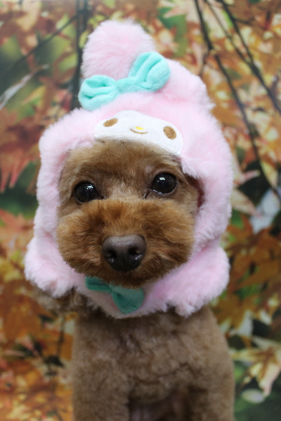 神奈川県横浜市のトイプードルのトリミング画像