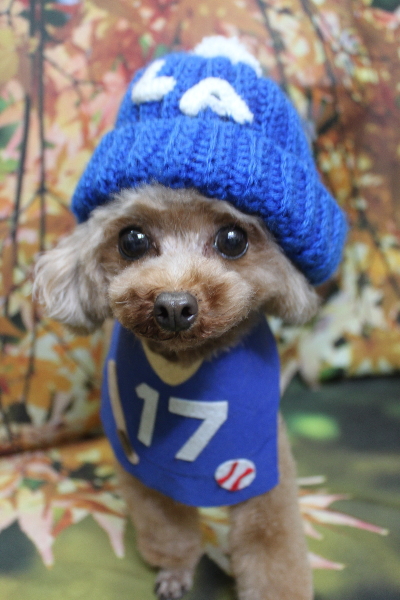 千葉県印西市のトイプードルのトリミング画像