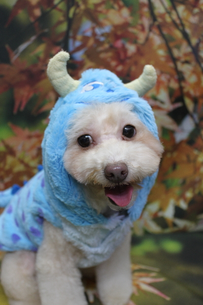 千葉県船橋市のトイプードルのトリミング画像