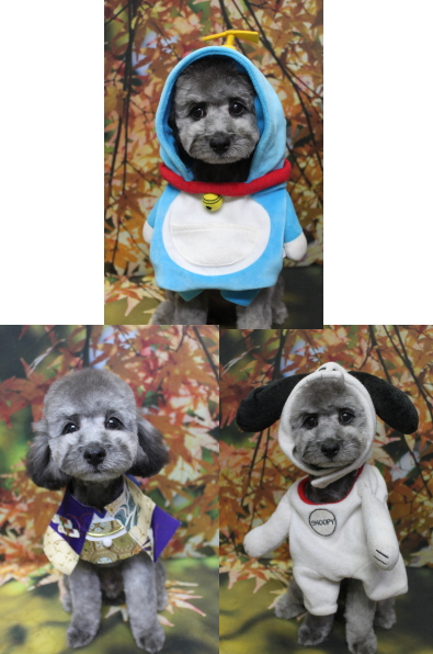 千葉県船橋市のトイプードルのトリミング画像