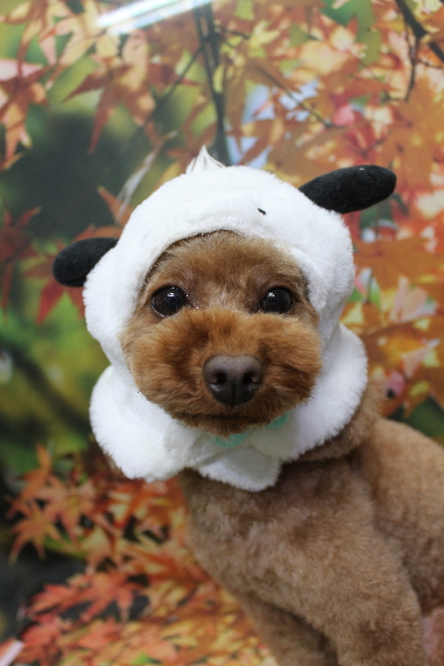 神奈川県横浜市のトイプードルのトリミング画像