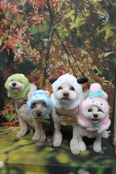 千葉県鎌ケ谷市のトイプードルのトリミング画像