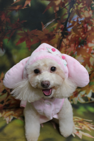 千葉県船橋市のトイプードルのトリミング画像