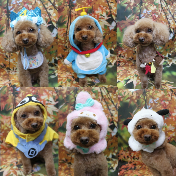 神奈川県横浜市のトイプードルのトリミング画像