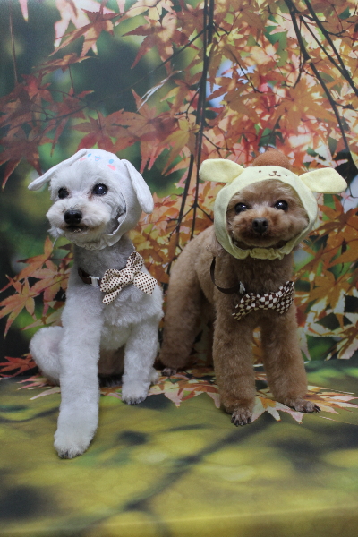 千葉県印西市のトイプードルのトリミング画像