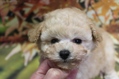 トイプードルブリーダーの子犬、トリミング画像