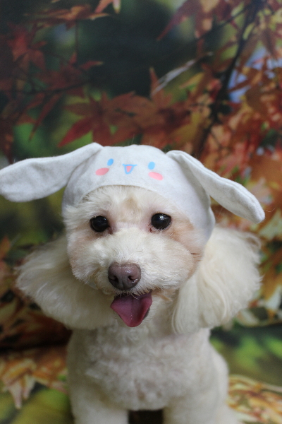 千葉県船橋市のトイプードルのトリミング画像