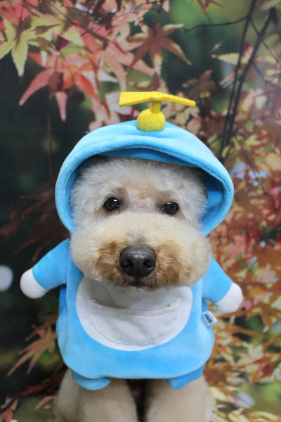 千葉県船橋市のトイプードルのトリミング画像