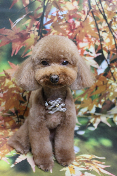 千葉県市川市のトイプードルのトリミング画像