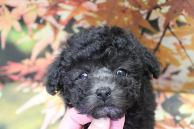 トイプードルブリーダーの子犬、トリミング画像