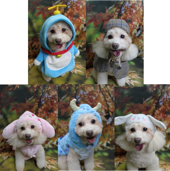 千葉県船橋市のトイプードルのトリミング画像