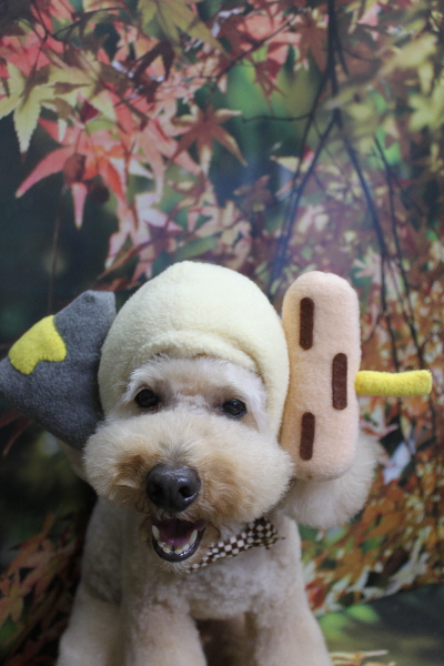 千葉県船橋市のトイプードルのトリミング画像