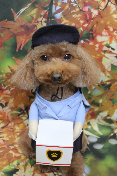 千葉県市川市のトイプードルのトリミング画像