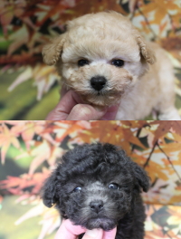 トイプードルブリーダーの子犬、トリミング画像