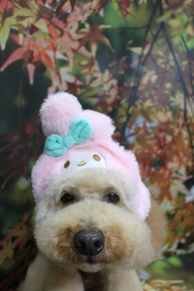 千葉県船橋市のトイプードルのトリミング画像