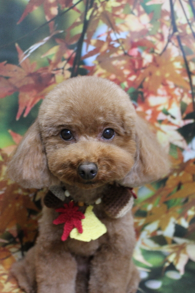 千葉県市川市のトイプードルのトリミング画像