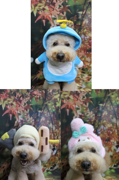 千葉県船橋市のトイプードルのトリミング画像