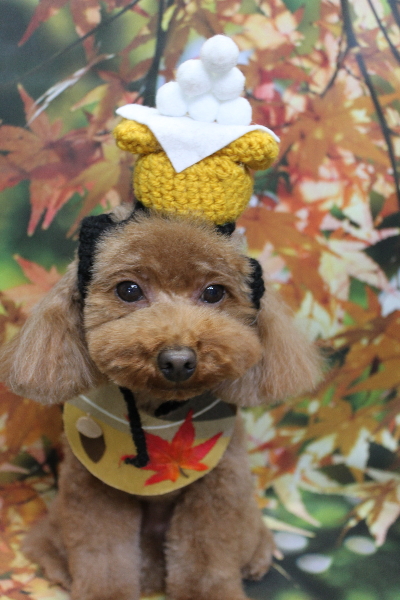 千葉県市川市のトイプードルのトリミング画像