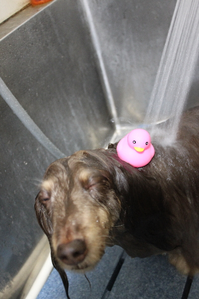 千葉県松戸市のミニチュアダックスのオゾンシャワー画像