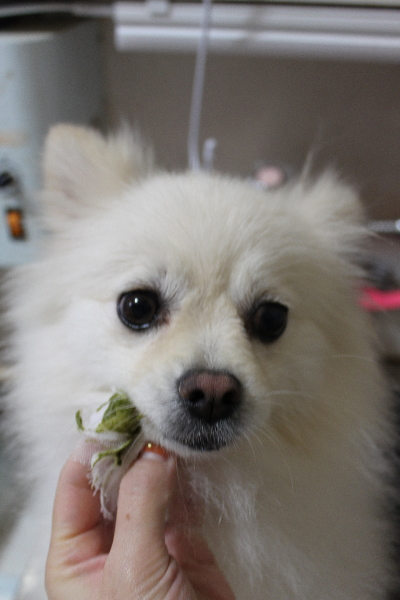 東京都港区のポメラニアンの歯磨き画像