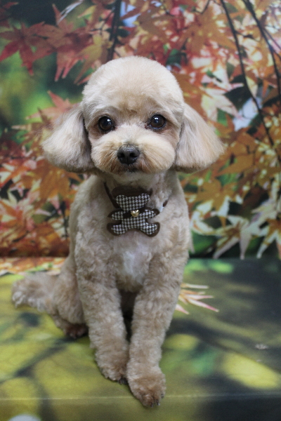 千葉県船橋市のミックス犬のトリミング画像