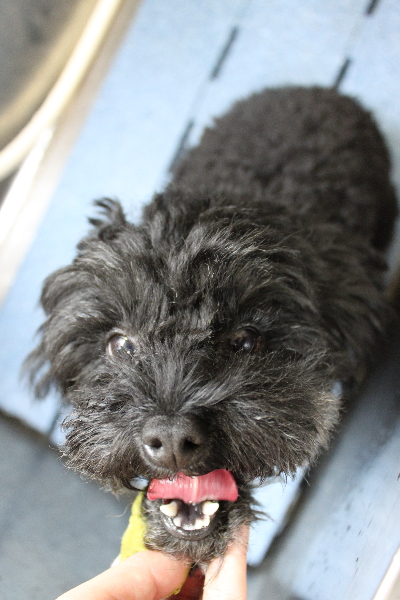 千葉県鎌ヶ谷市のトイプードルの歯磨き画像