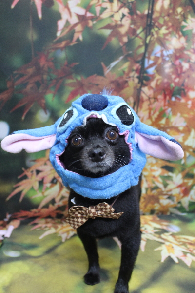 千葉県鎌ヶ谷市のミックス犬のトリミング画像