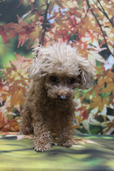 千葉県印西市のトイプードルのトリミング前画像