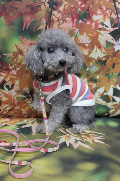千葉県船橋市のトイプードルのトリミング前画像