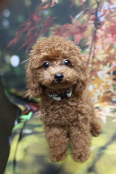 千葉県船橋市のトイプードルのトリミング前画像