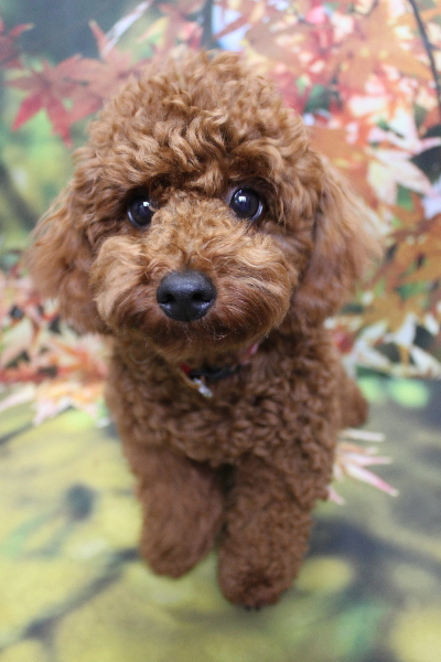 千葉県鎌ヶ谷市のトイプードルのトリミング前画像