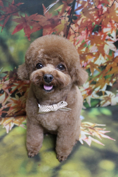 千葉県鎌ケ谷市トイプードルのトリミング画像