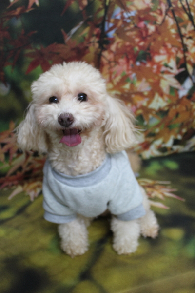 千葉県船橋市のトイプードルのトリミング前画像