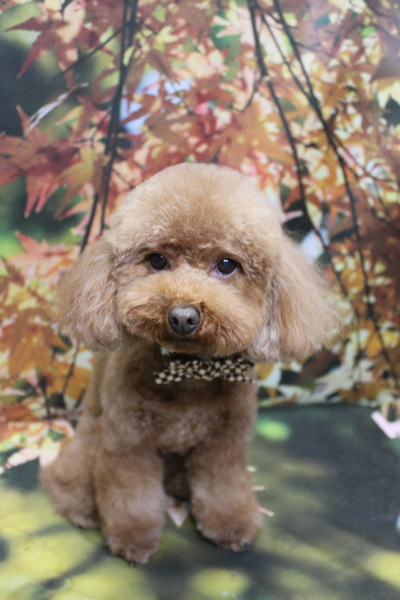 千葉県市川市のトイプードルのトリミング画像